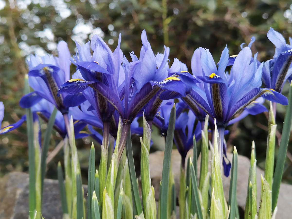 Iris reticulata photo